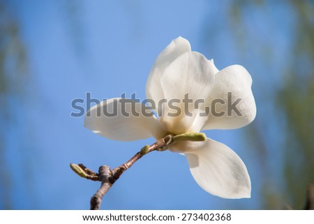 Magnolia bloom in the spring