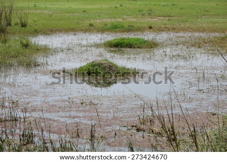 Pretty view of Marshland, algae formation in water, perfect natural background with ample space for text, message