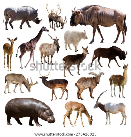 Set of blue wildebeest, hippo and other Artiodactyla mammal animals over white background 