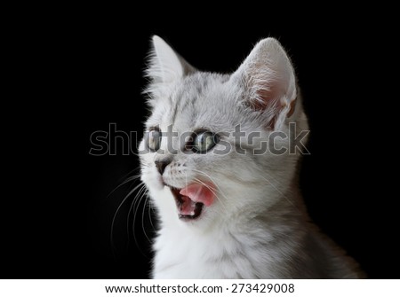 Portrait of little scottish kitten isolated on black background