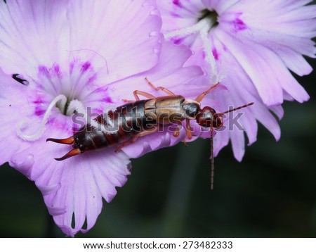 Earwig perched on purple flower.