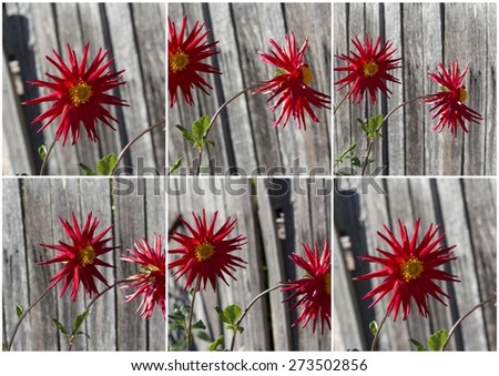 Collage of bright red spider dahlia  flowers growing against a wooden fence , a genus of bushy, tuberous, herbaceous perennial plants  in autumn  bloom    is  a  magnificent addition to any   garden. 