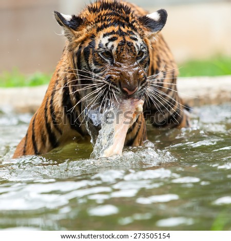 Eating tiger in the water