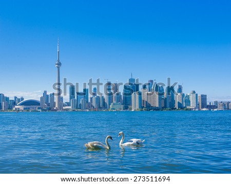 Toronto skyline with a couple of swans
