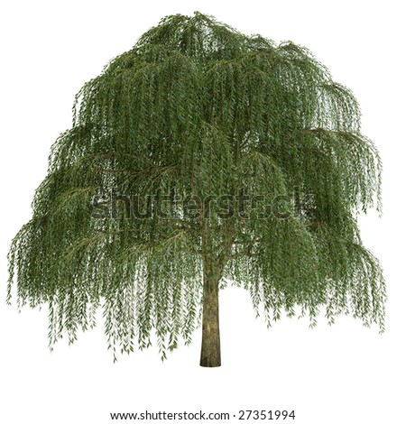 Willow tree isolated on white background