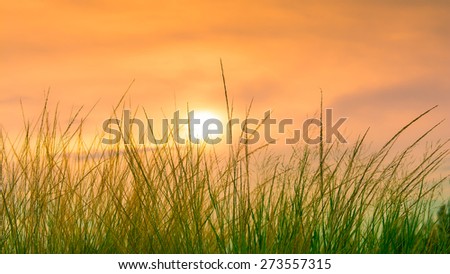 Sunset on grass