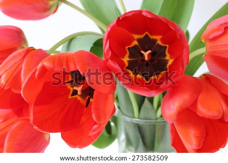 Bunch of red tulips. Spring flowers.