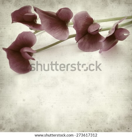 textured old paper background with  Tangier pea