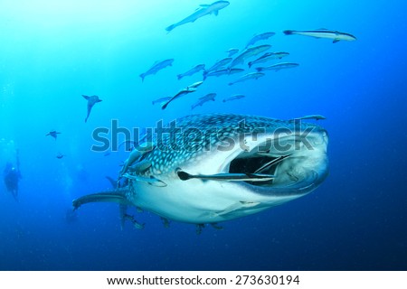 Whale Shark underwater accompanied by Remora fish