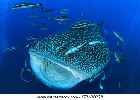 Whale Shark with mouth open