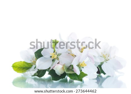 spring flowers of apple on a white background