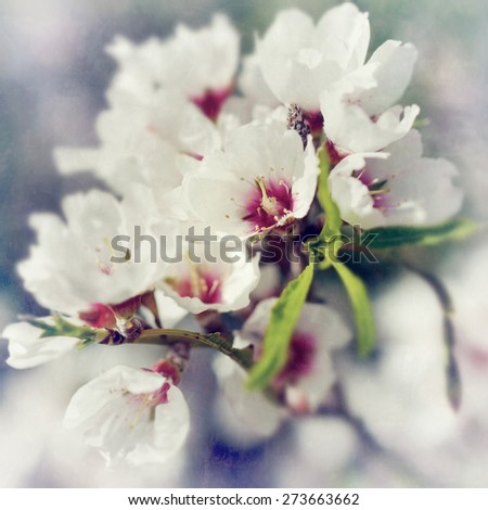Flowering almond.  Blooming tree at spring abstract background. Soft focus picture. Filtered. Applied vintage effect  