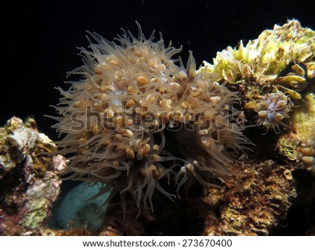 Bubble coral polyps at night