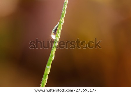 Dew drops on  Grass  leaves  brown background