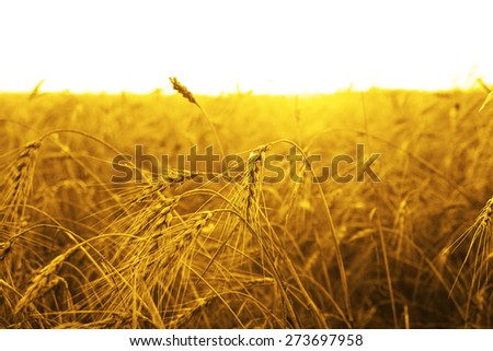 Raw Food backdrop of golden ripening ears of yellow wheat field on sunset sky background Copy space of setting sun rays on horizon in rural meadow Close up nature photo Idea of a rich harvest