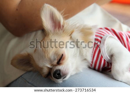 Portrait of a female Chihuahua dog.