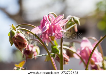 Columbine flower (Aquilegia) with natural background