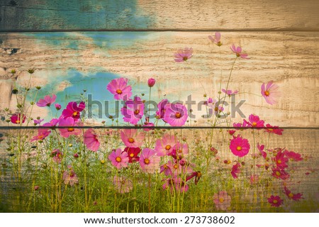 cosmos flower field on wooden texture background. vintage color tone with filter color effect.