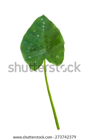  Green leaf Elephant ear. Isolated on a white.
