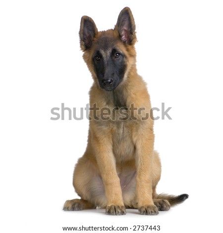 Puppy Belgian Tervuren sitting in front of a white background