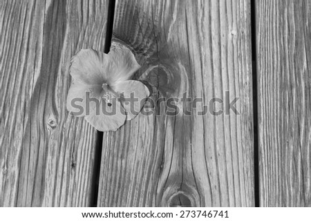Hawaiian hibiscus flower on an old wooden pier with black,white, and gray tones.