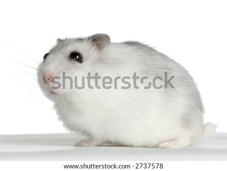 Russian Hamster in front of a white background