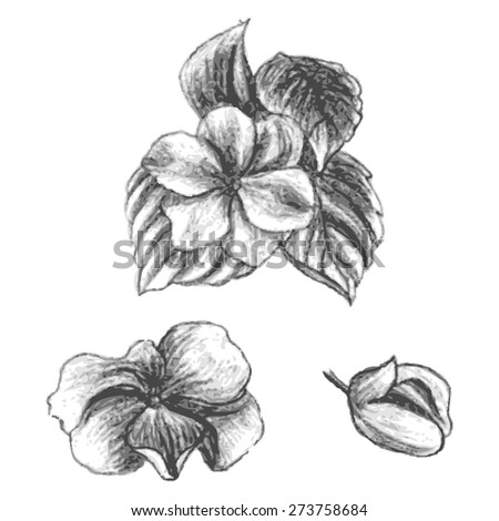 Hand drawn balsams at different stages of growth, impatiens walleriana, bud and blossomed flower with leafs, cute flowers sketch, vector illustration
