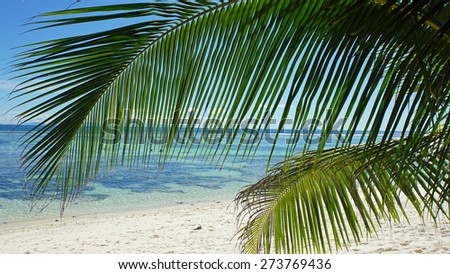 palm tree on tropical beach on the seychelles