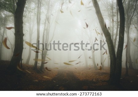 leafs blown by wind in misty forest Royalty-Free Stock Photo #273772163