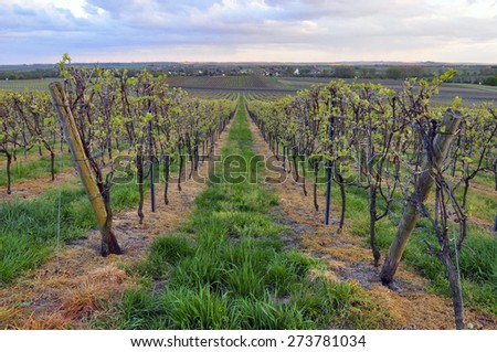 View of the vineyards at sunset.