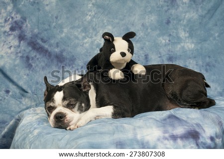 Boston Terrier does not want to play