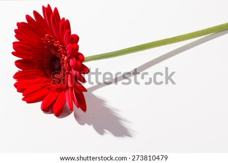 Red gerbera on a white background