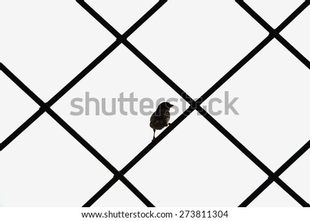 Bird silhouette in a cage texture. Creative symbol of freedom for the caught little sparrow in cell. Black and white photo background.  