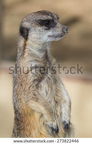 Close up of a meerkat (surikata suricatta) Native to Africa, Picture taken in a Zoo in California.