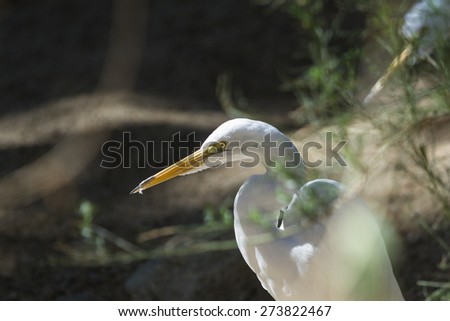 close up of a great egret on a shadowy background