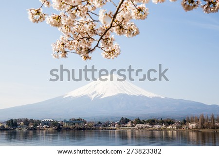 Cherry Blossom with Mt Fuji at lake Kawaguchiko 