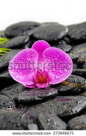 Pink orchid and set of bamboo grove on wet black pebbles