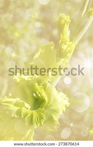 one yellow gladiolus it is toned yellow