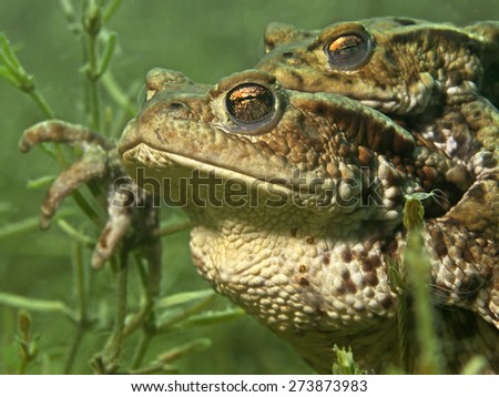 Mating toads underwater, ErdkrÃ¶tenpaar (Bufo bufo)
