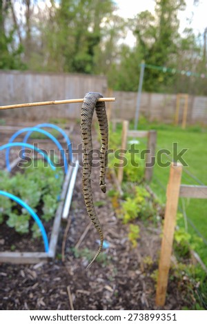 Adder Snake (Vipera Berus) hanging over a Cane in a Vegetable Garden in Devon, England, UK