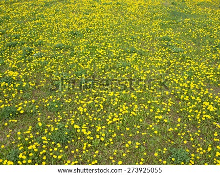 Field flowers