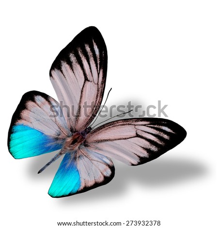 Beautiful flying blue butterfly, the orange gull butterfly in fancy color profile on white background with nice soft shadow beneath