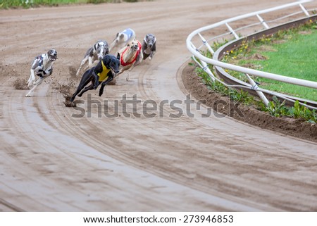 Greyhound dogs racing Royalty-Free Stock Photo #273946853