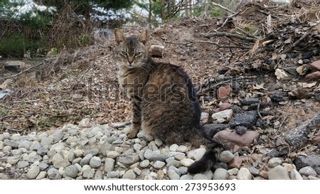 A Wild Feral Cat Sitting on a Pile of Rocks Looking for a Meal