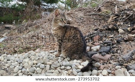 A Wild Feral Cat Sitting on a Pile of Rocks Looking for a Meal