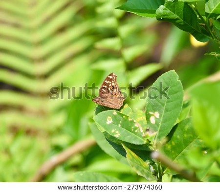 Brown butterfly - The lemon pansy 