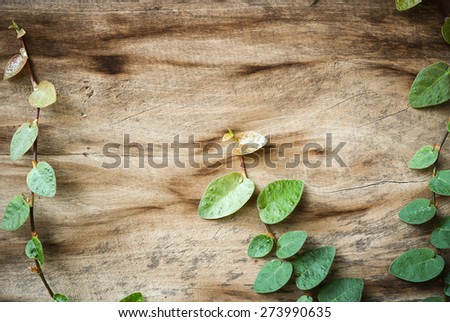 wood plank wall texture with green creeper plant