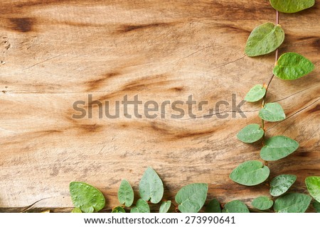 wood plank wall texture with green creeper plant