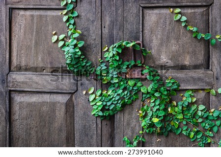 creeper plants on a wooden door background