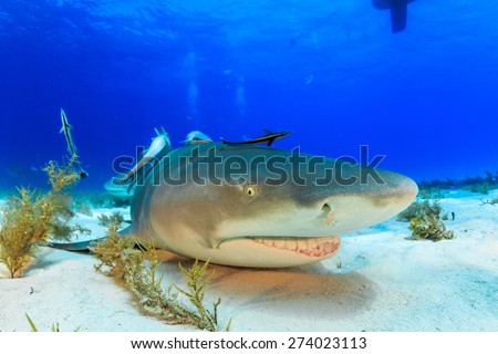 Lemon shark resting on the sandy bottom, Tiger beach, Bahamas